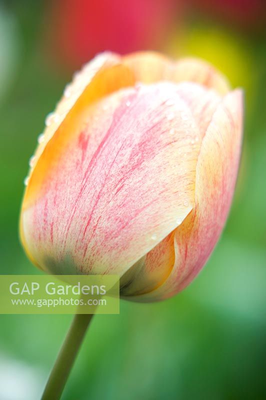 Tulipa - Tulip with orange and yellow flowers 