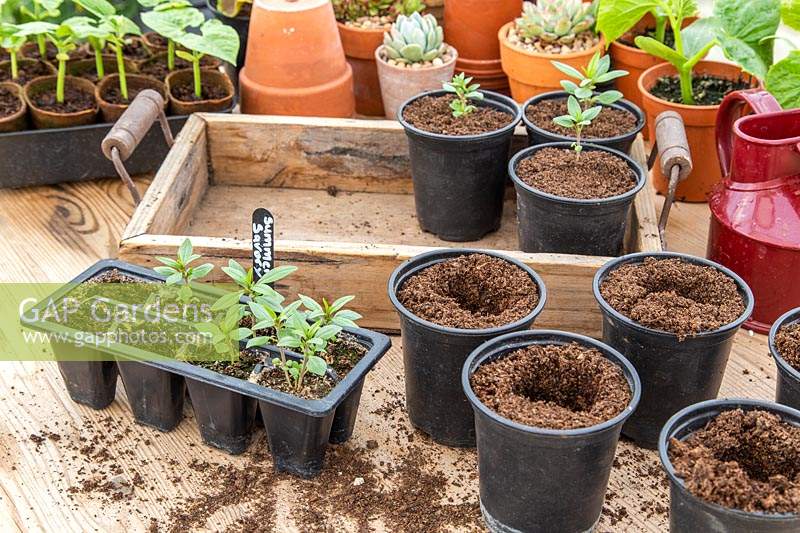 Satureja hortensis - Summer Savory seedlings being potted on from seed tray