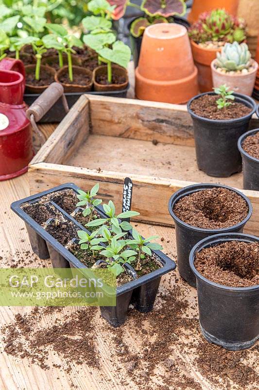 Satureja hortensis - Summer Savory seedlings being potted on from seed tray. 