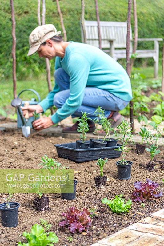 Woman planting young Summer Savory plants in kitchen garden. 