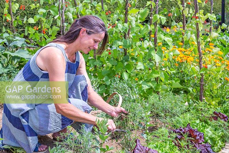 Woman picking Summer Savoury - Satureja hortensis in vegetable garden. 