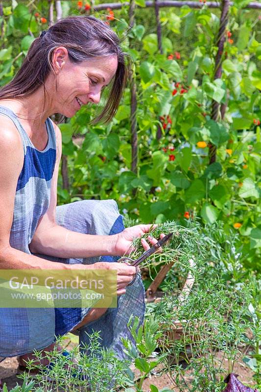 Woman picking Summer Savoury - Satureja hortensis in vegetable garden.