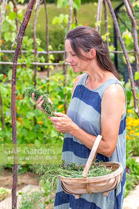 Woman holding newly picked Summer Savoury - Satureja hortensis. 