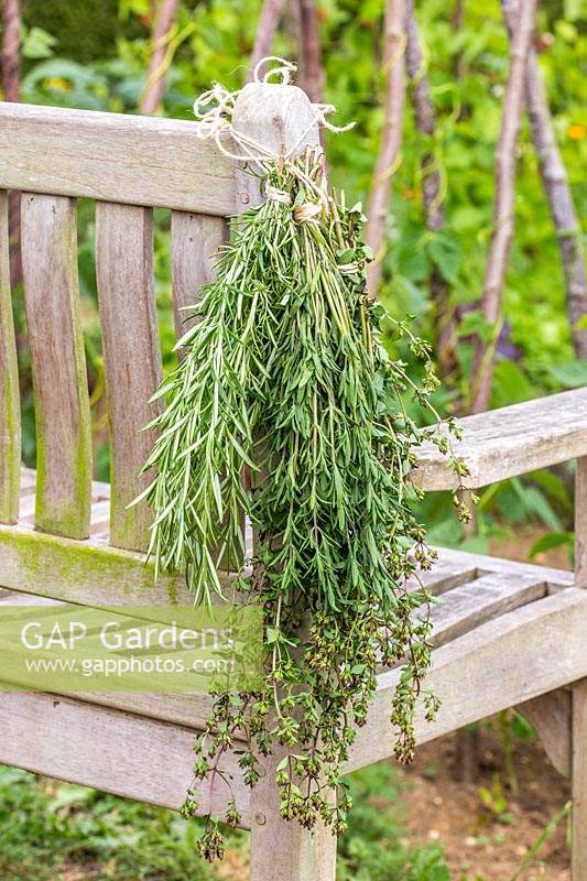 Bunch of Summer Savoury - Satureja hortensis - hanging to dry with other herbs. 