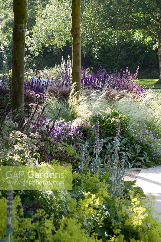 Borders of ornamental grasses and flowering perennials create soft texture, planted under trees. 