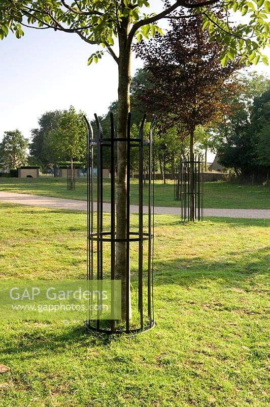 Trees growing in lawn, protected by metal guard. 