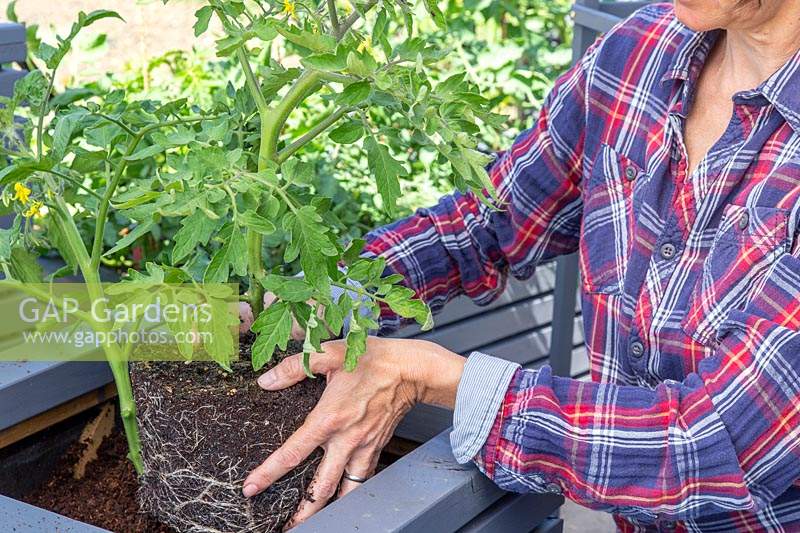 Woman planting young tomato plant into container. 

