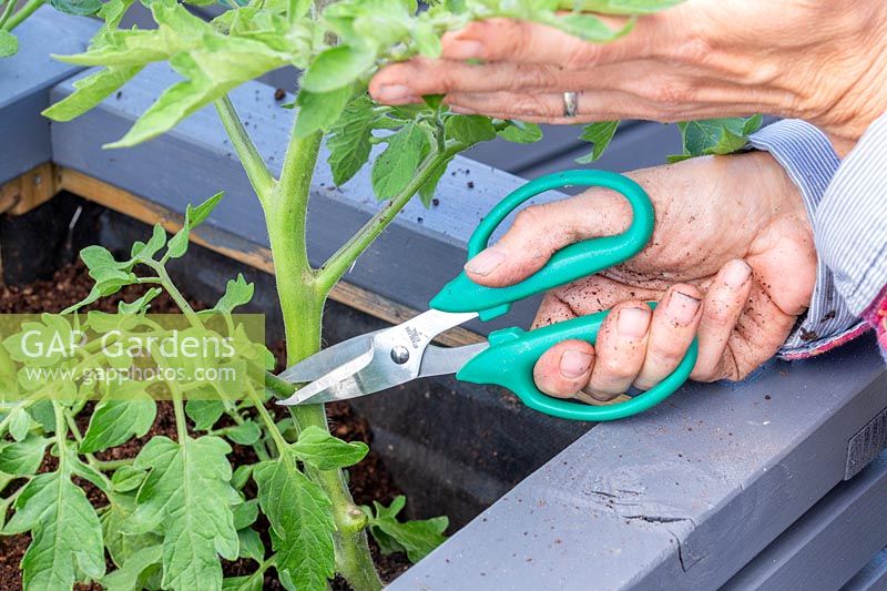 Woman removing the lower foliage on tomato plants in order to install the plant support. 