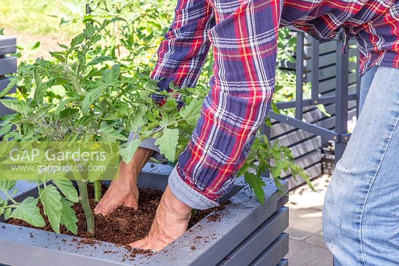 Woman firming the compost around newly planted tomato plants. 