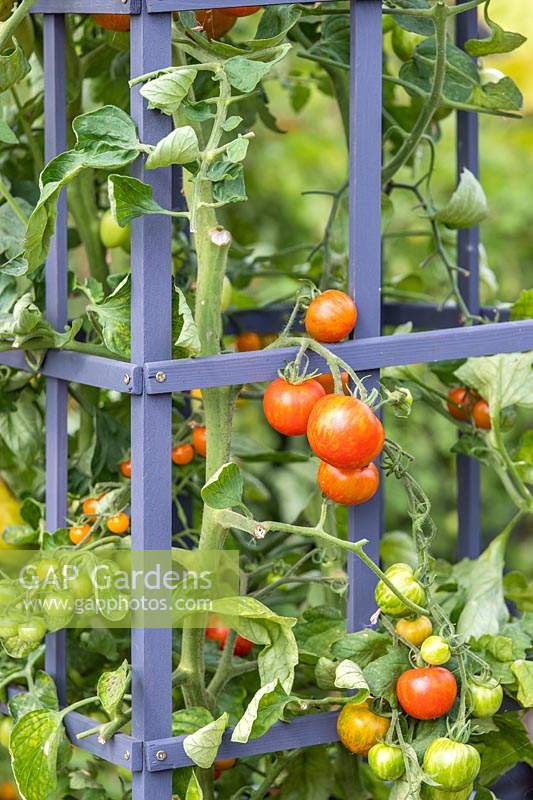 Tomato 'Tigerella', 'Sungold' and 'San Marzano' supported by cage.
