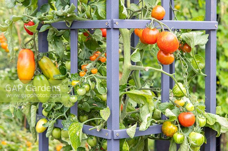 Tomato 'Tigerella', 'Sungold' and 'San Marzano' supported by cage.
