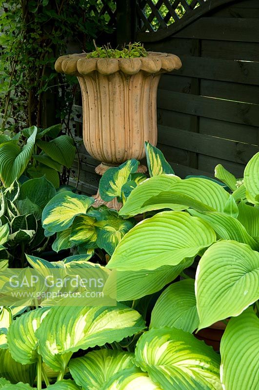 A variety of Hostas grow together in shady spot by pottery urn.
