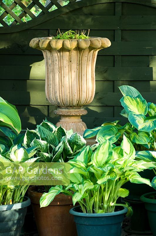 A variety of potted Hostas grow together in shady spot by pottery urn. 