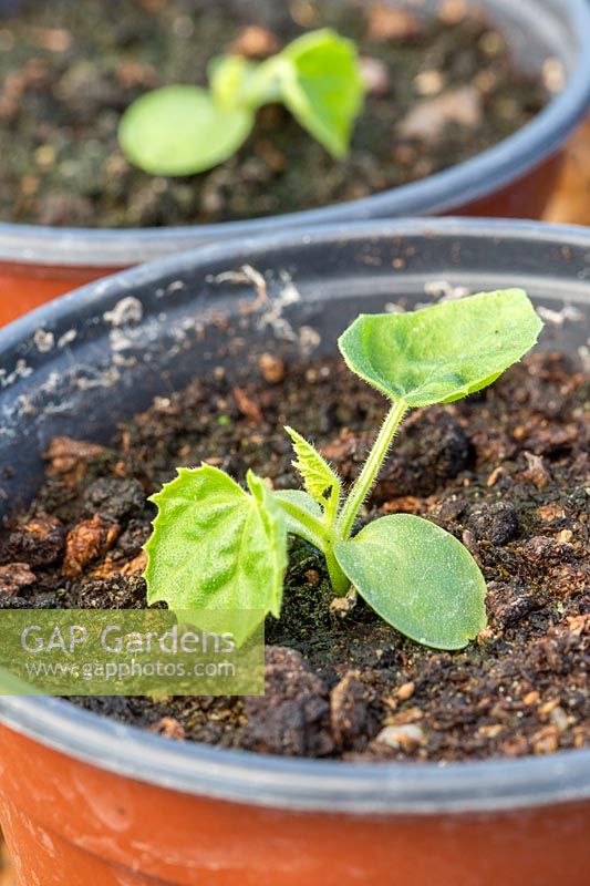 Close up of cucamelon seedlings in pots. 