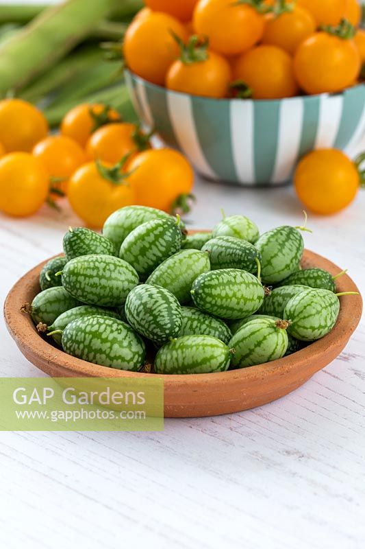 Harvested Cucamelons in dish. 