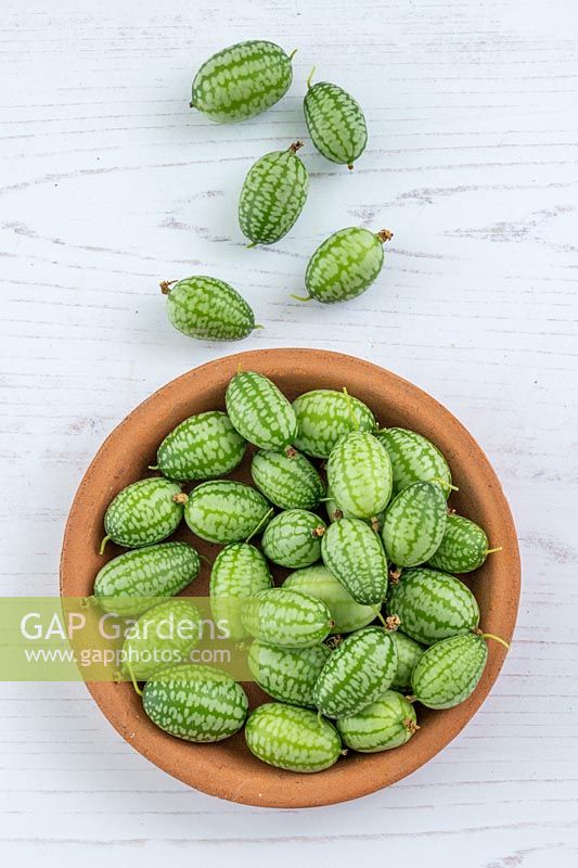 Harvested Cucamelons in dish.