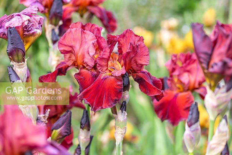 Iris germanica 'Sultan's Palace' - Bearded Iris 'Sultan's Palace'
