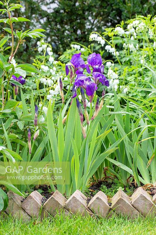 Iris germanica 'Blue Rhythm' - Bearded Iris 'Blue Rhythm' flowering in border.
