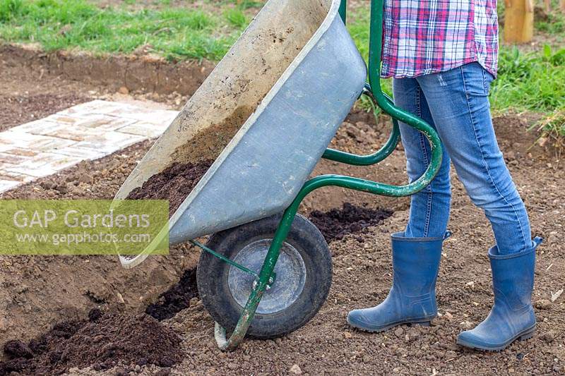 Woman tipping well rotted manure from wheelbarrow into trench.
