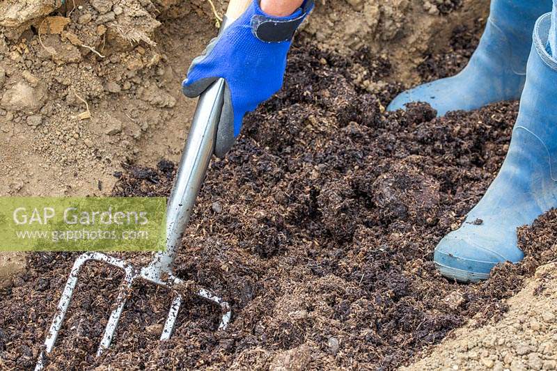 Woman using fork to incorporate well rotted manure with the soil in the trench dug.

