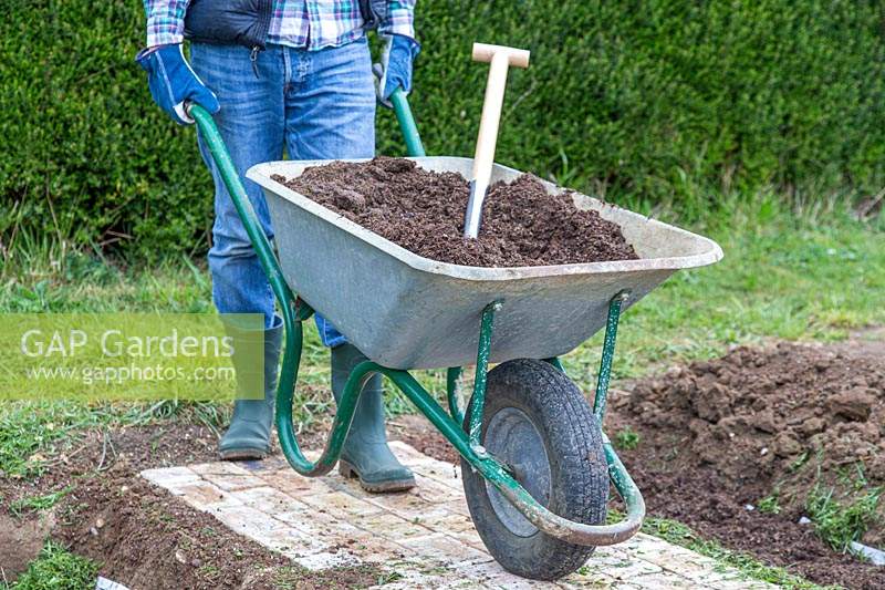 Man pushing wheelbarrow with well rotted manure in preparation for growing runner beans.