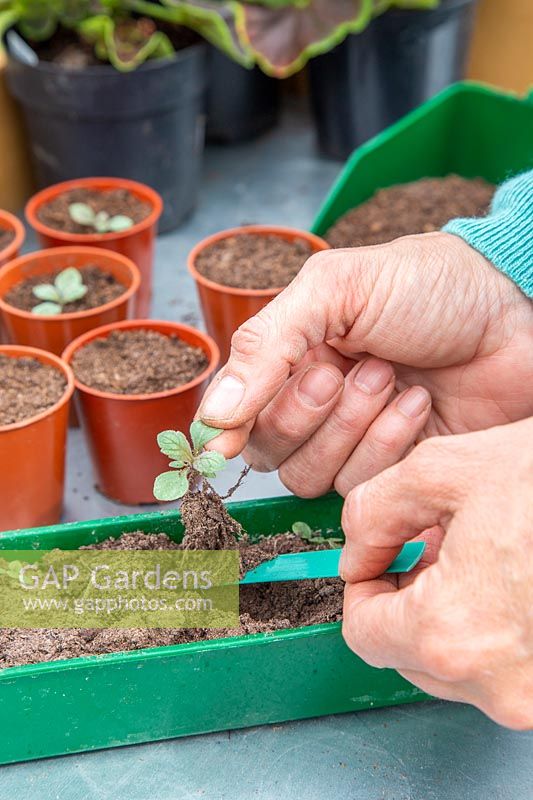Woman gently lifting a Verbena 'Intensity' seedling from seedtray. 