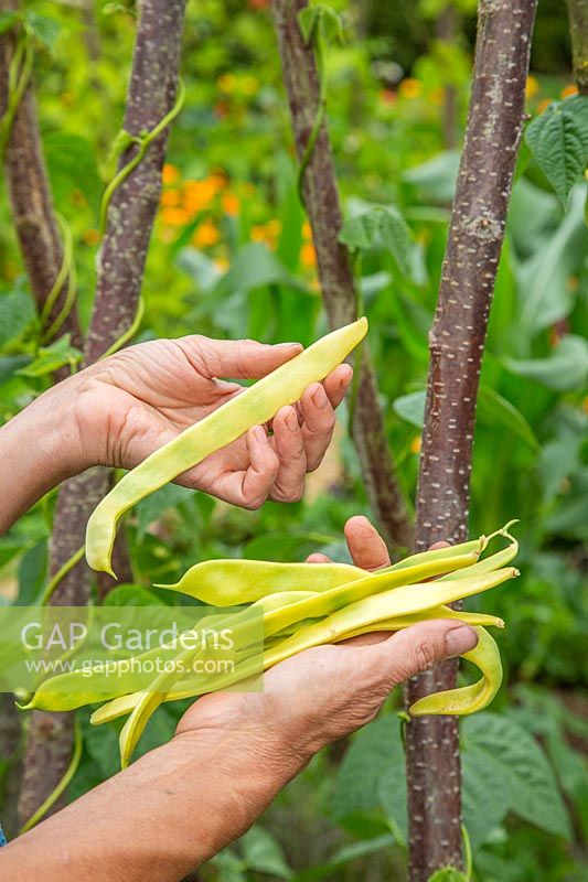 Woman picking Phaseolus vulgaris - Climbing Beans 'Goldfield' 