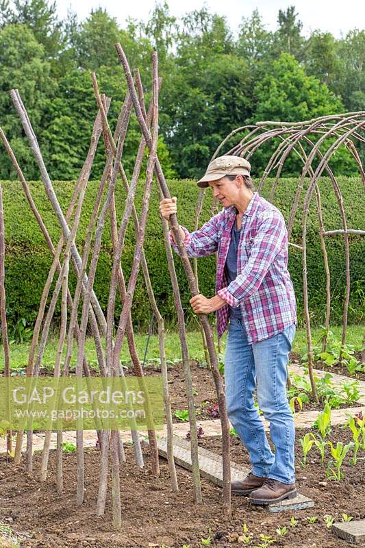 Woman pushing hazel sticks into the ground to create a structure for growing climbing beans. 