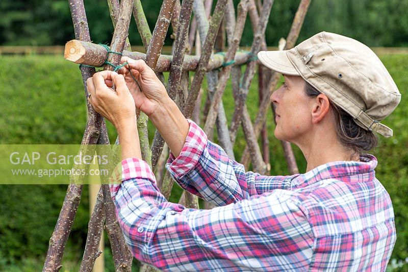 Woman tying uprights to cross bar - structure of hazel sticks for growing climbing beans
