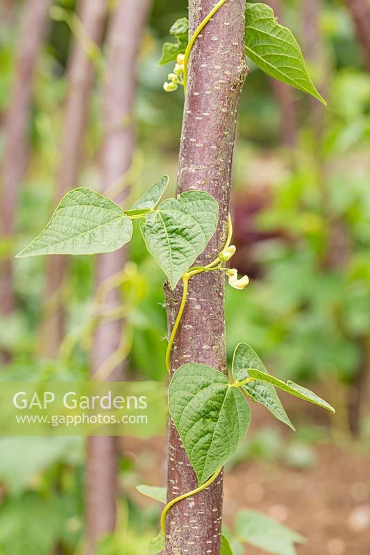 Climbing bean 'Goldfield' - with developing beans and flowers