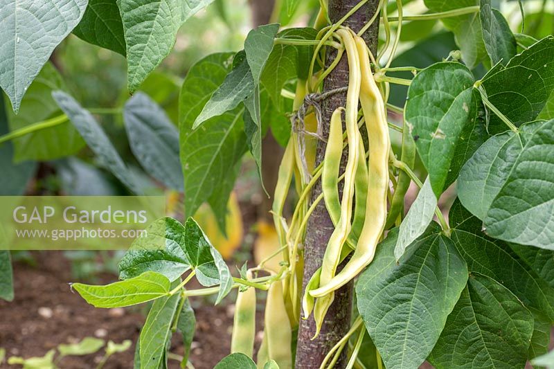 Climbing Bean 'Goldfield' ready for harvest