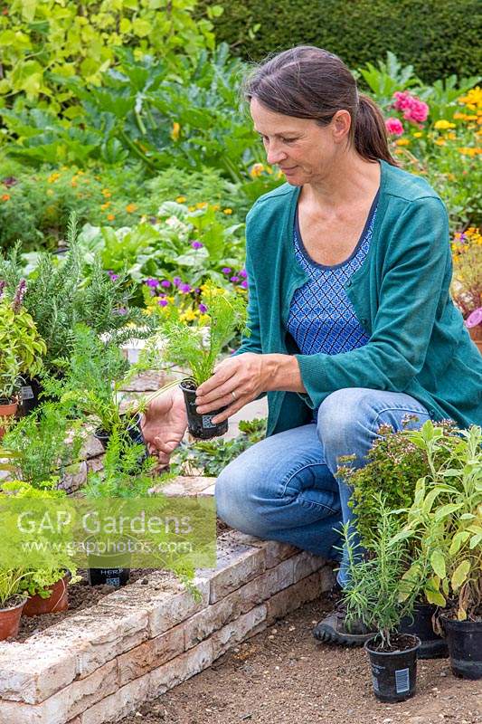 Woman placing potted herbs ready for planting.