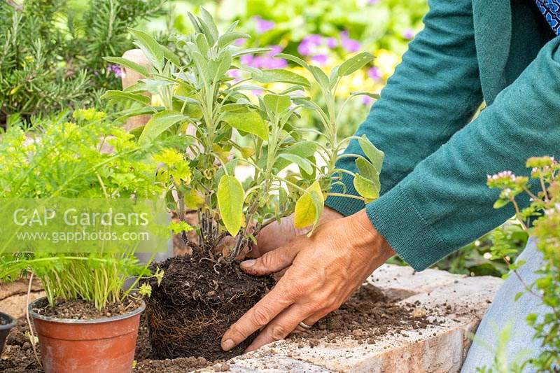 Woman planting a Salvia officinalis - Sage - in brick raised bed.
