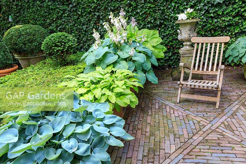 Border of Hosta, begonias and clipped Yew and Box in garden designed for a tranquil atmosphere.
