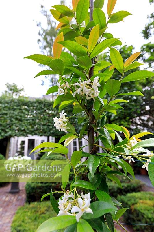 Trachelospermum jasminoides - Star Jasmine

