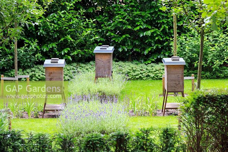 Trio of active beehives among lavender in The communal garden at De Bary, Amsterdam, The Netherlands, designed by Cilia Prenen. 