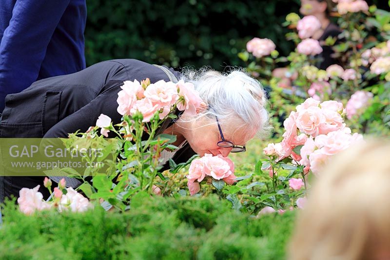 A woman smells perfume of roses in the communal garden at De Bary, designed by Cilia Prenen, Amsterdam, The Netherlands. 