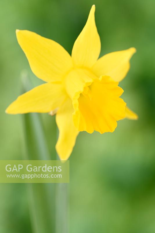 Narcissus 'Small Talk' - Daffodil 'Small Talk'