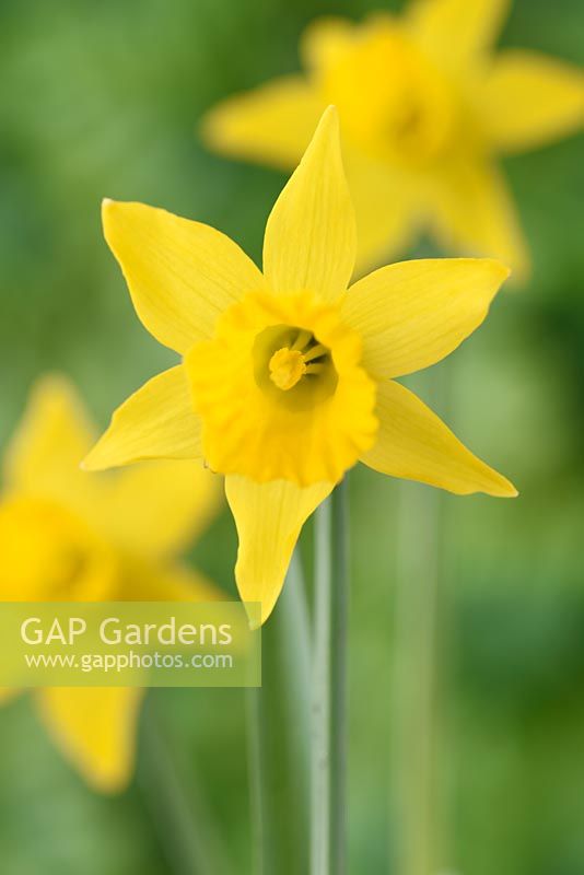 Narcissus 'Small Talk' - Daffodil 'Small Talk'