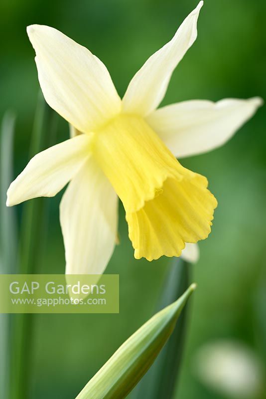 Narcissus 'Elka' - Daffodil 'Elka'   