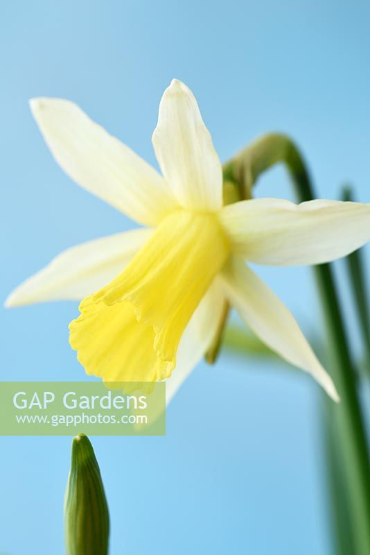 Narcissus 'Elka' - Daffodil 'Elka'
