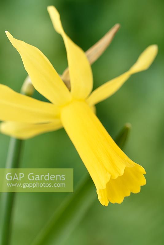 Narcissus 'Mite' - Daffodil 'Mite'