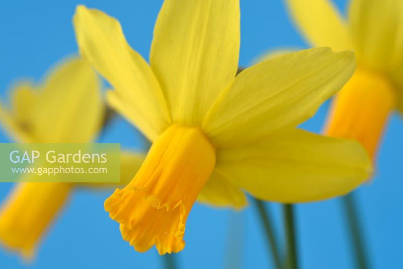 Narcissus 'Itzim' - Daffodil 'Itzim'
