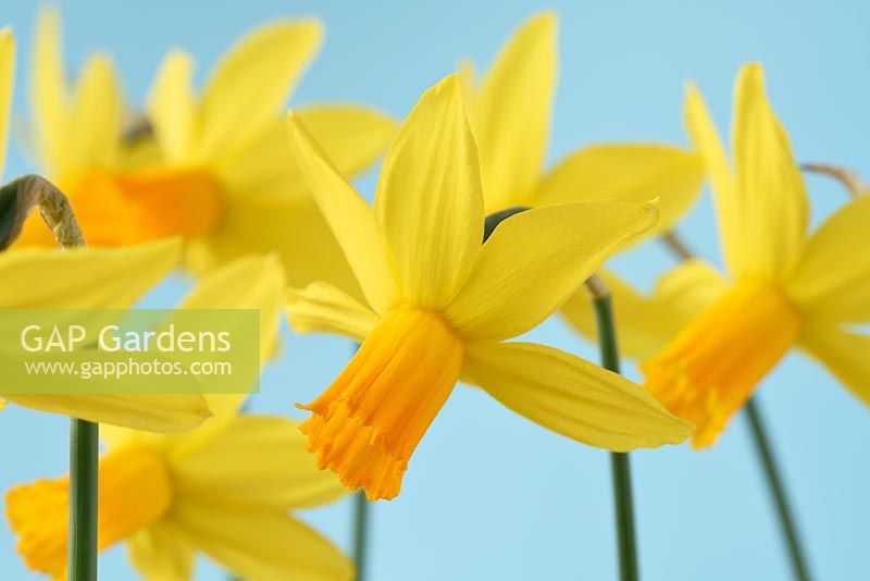 Narcissus 'Itzim' - Daffodil 'Itzim'