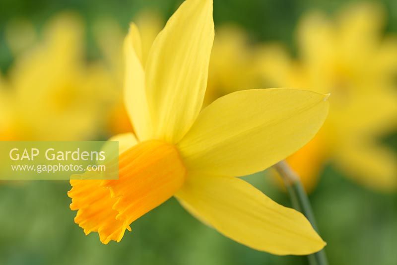 Narcissus 'Itzim' - Daffodil 'Itzim'