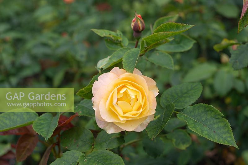 Rosa 'Apricot Queen Elizabeth' - Rose 'Apricot Queen Elizabeth'