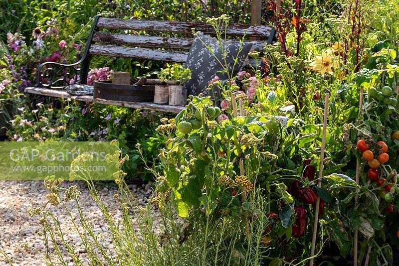 Tomatoes and peppers growing by a wooden garden bench in the  wildlife friendly BBC Springwatch Garden, RHS Feature Garden, RHS Hampton Court Palace Garden Festival, 2019. 