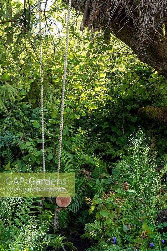A swing in the  woodland the RHS Back to Nature garden. Plants surrounding the swing include: Thalictrum delavayi splendide white, Hypericum androsaemum, fern - Blechnum spicant and mixed hedge of hazel - Corylus avellana and Hornbeam - Carpinus betulus. Designer: HRH The Duchess of Cambridge with AndrÃ©e Davies and Adam White.
