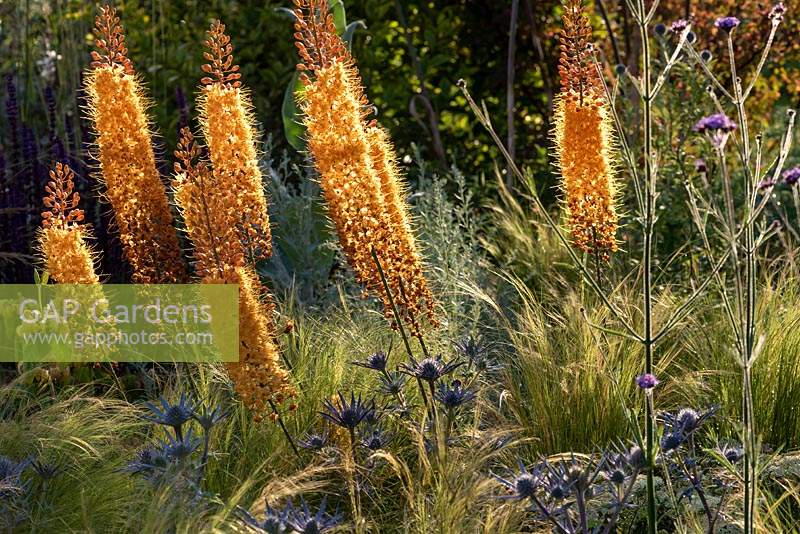 A splash of  orange in the Beth Chatto's Drought-tolerant garden. Plants include: Foxtail lilies - Eremurus x isabellinus 'Pinokkio', Salvia 'Caradonna', Eryngium bourgatii and Stipa tenuissima growing in the gravel. Designer and contractor David Ward.