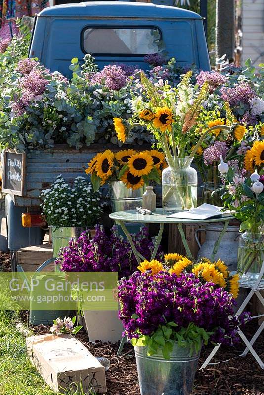 Buckets and vases of Purple Stocks, sunflowers, Eremurus, Alliums and Eucalyptus make up the display of Freddie's Flower stall at Hampton Court Palace Garden Festival 2019